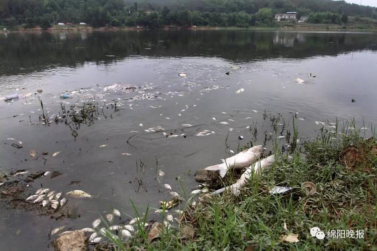一水库漂浮成片死鱼;水库漂了好多死鱼什么原因