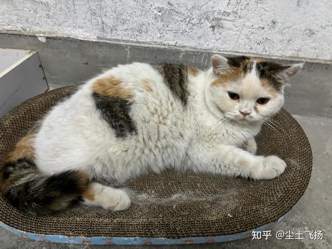 把房让给流浪猫居住;把房让给流浪猫居住好吗