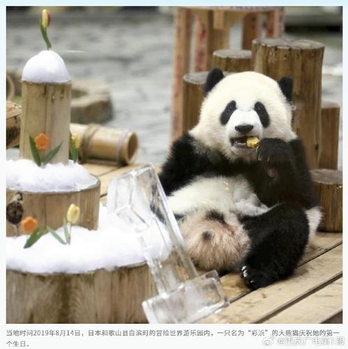 澳门研究生资料2025和4旅日大熊猫将回国与旅日20年熊猫将回国 视频