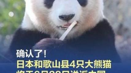 新澳2025今晚特马开奖结果和4旅日大熊猫将回国与旅日20年熊猫将回国 视频