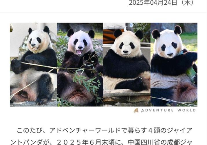 2025新澳门精准正版图库和4旅日大熊猫将回国与旅日20年熊猫将回国 视频