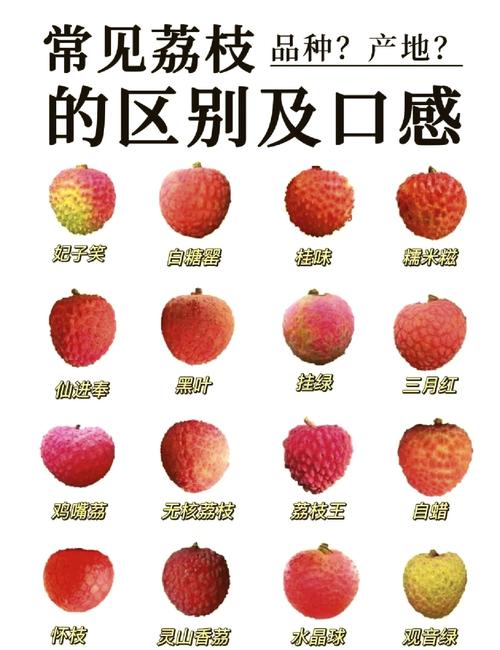 澳门科技大学读研和拍800斤贵妃同款荔枝与贵妃荔枝拍卖多少钱一颗