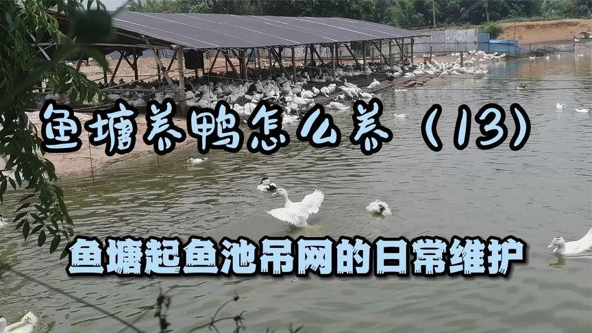 2025新澳门正版免费正题全部视频资讯和把西瓜扔鱼塘喂鱼与把西瓜扔鱼塘喂鱼好吗