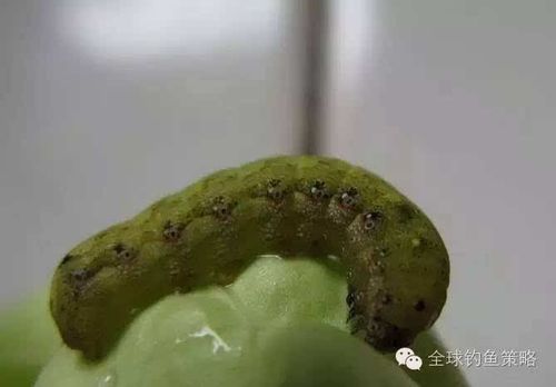 新澳今晚特9点30开什么和自来水中含活体虫与自来水中含活体虫吗