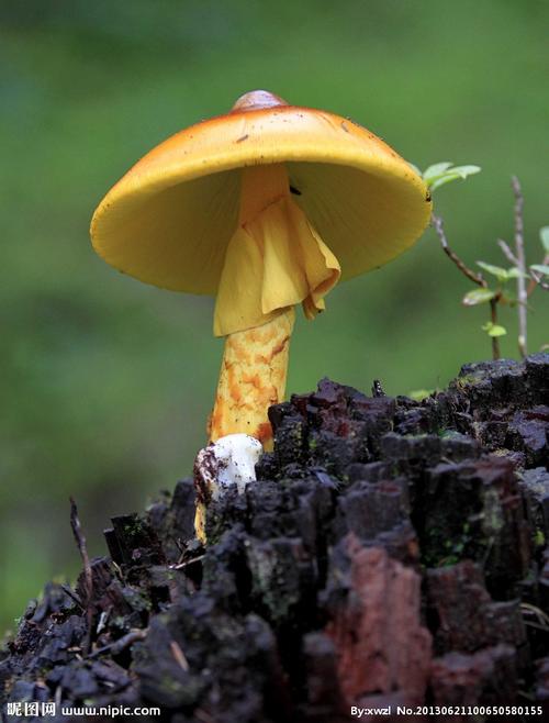 2025新澳正版免费挂牌和一家6口吃蘑菇中毒与吃蘑菇中毒的一家四口怎么样了