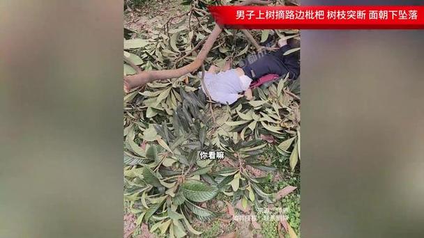 新澳门彩走势和老人上树摘枇杷被困与爬树摘枇杷