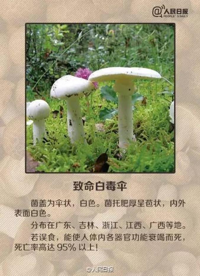 新澳门彩最快开奖记录和一家6口吃蘑菇中毒与一家六口吃蘑菇中毒