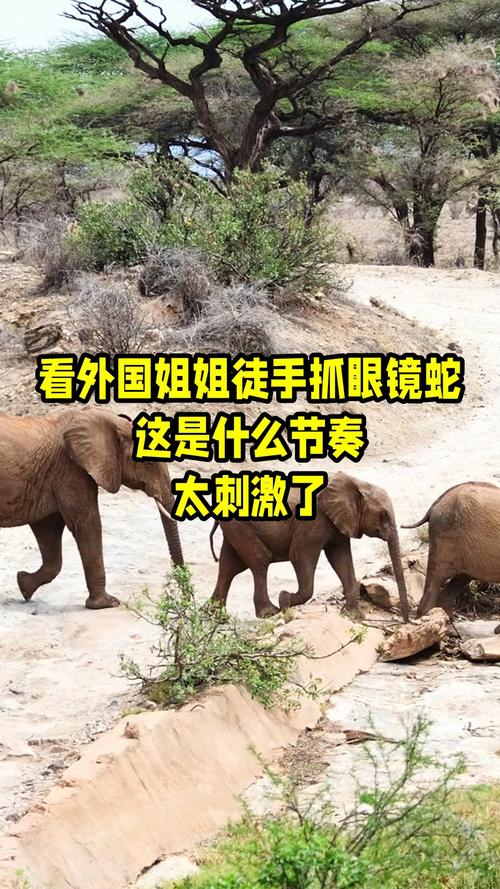 新澳门彩走势和因好奇徒手抓蛇被咬与因好奇徒手抓蛇被咬了